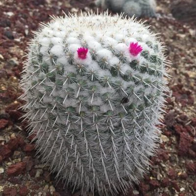 #cactus #creature ☺️ (at The Huntington Library, Art Collections, and Botanical Gardens)